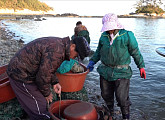 '다큐멘터리 3일' 꿀보다 단 자연산 석화를 채취하는 남포마을 주민들