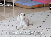 ‘개는 훌륭하다’ 강형욱, 초 예민 몰티즈를 진정시키는 ‘개훌륭’ 교육법