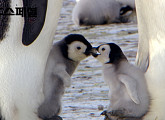 MBC스페셜, 영하 50도 겨울왕국 남극에서 펼쳐지는 황제펭귄 펭이&솜이의 모험