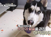 오드아이 시베리아 허스키, '개는 훌륭하다' 등장…반려견 사이의 분리불안 문제