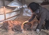 '순간포착 세상에 이런 일이', 확률 0.00001% 네 쌍둥이 송아지 육아일기
