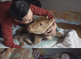 생후 25일 송아지 축복이와 81세 할아버지의 지극정성 육아일기