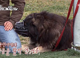 코카시안 오브차카ㆍ로트와일러ㆍ핏불 테리어, 맹견 하우스 잠재운 '개통령' 강형욱