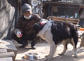 애견 운동장에 갑자기 나타난 보더콜리 '빌'의 정체는?