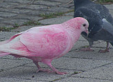 '순간포착' 분홍빛 비둘기의 비밀…돌연변이 or 염색 비둘기?