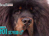 '사자개' 티베탄 마스티프 '왕이' 순둥매력에 이경규 찜 "대형차 정도 가격"