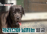 카네코르소ㆍ래브라도 레트리버ㆍ진돗개가 한 집에…'개통령' 강형욱, 일촉즉발 상황에 훈련 중단