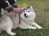 '동물농장' 허스키 '빅시' 눕는 게 취미, 먹는 게 특기…다이어트 성공할 수 있을까?