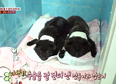 깜돌이와 깜순이의 가족이 되어주실 분을 기다립니다…목줄견 검둥이들의 이야기