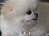‘시리즈M’ 버려진 반려견 입양 스토리