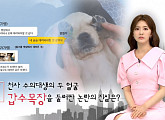 '궁금한 이야기Y' 갑수목장, 동물학대 논란 해명과 반박…천사 수의대생의 또 다른 얼굴