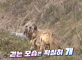 '동물농장', 떠돌이 개 '멍멍' 구조 작전…한 아주머니와의 감동 이야기