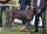 그레이트 덴, 초대형견의 반전 매력…강형욱 "치와와한테도 물리는 '동네 바보 형'"