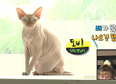털없는 고양이(스핑크스고양이) 집사의 삶…유아인, 반려묘와의 일상 "고양이 만져본 적 없었다"