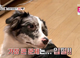 '개는 훌륭하다 코비' 보더콜리 입질+문제 행동에 무릎 꿇은 강형욱