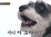 시각 장애견 미니 슈나우저 '후추', 방귀소리 무서운 이유는?(세나개)