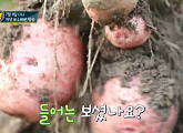 로즈감자 춘천 감자빵 카페ㆍ원주 양봉농장 로열젤리 벌꿀…유쾌한 청년농부(관찰카메라 24)