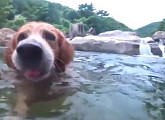 계곡 수영 좋아하는 리트리버 '뭉치'의 여름나기