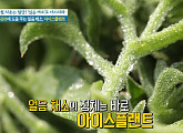 아이스플랜트, 여름철 혈당 관리에 도움 주는 '얼음채소'(천기누설)