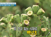 백년초, 장 건강 도와줄 수용성 식이섬유 가득…백년초 물김치 레시피 공개(천기누설)