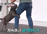 아메리칸 불리 '강아지 마운팅' 문제…강형욱, 헬퍼독 투입→공격성 확인