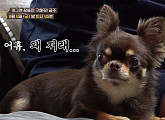 장동민 반려견 장모 치와와 공주ㆍ시바견 독구 위한 환상의 다견 조합 만들기(세상에 나쁜 개는 없다)