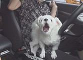 'TＶ동물농장' 차만 타면 이상 행동 보이는 반려견, 그 이유는?