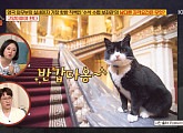 英 수석 수렵 보좌관 '팔머스톤', 남다른 자격 요건은? 고양이여야 한다