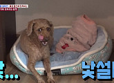 뜻 밖의 강아지 마운팅…털 소재에 집착하는 푸들 교정 방법은?