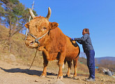 EBS '한국기행' 청도 싸움소 15살 강창이와 여성 조련사의 새해 소망