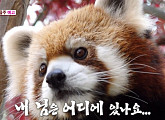 김수민 아나운서가 전하는 레서판다 합사프로젝트ㆍ아기와 반려동물 함께 지내는 법(TV 동물농장)