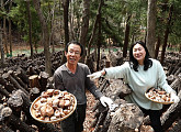 '한국기행' 거제 표고버섯 농사 부부의 봄 수확