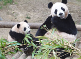 판다 푸바오의 사춘기ㆍ천사견 보름이 'TV동물농장'