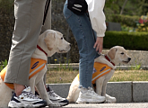 삼성화재 안내견학교, 퍼피워킹부터 최종평가까지…안내견 리트리버 훈련기(다큐멘터리 3일)