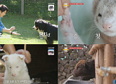 '류수영의 동물티비' 보더콜리부터 페럿까지…'심쿵' 유발