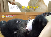 '류수영의 동물티비', 매력만점 '견공주님'→인형 같은 반달곰까지…반려동물과의 행복한 라이프 '훈훈'