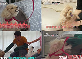 푸들 메리의 분노조절 장애…강형욱 “지금까지 고민견들과 다르다”(개는 훌륭하다)