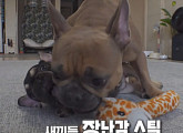 'TV동물농장' 이찬종 소장 프렌치 불독 헵번이 솔루션 돌입