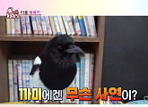 'TV동물농장' 미용실 까치 까미ㆍ철거촌 유기견들