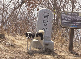 '순간포착 세상에 이런 일이', 금당산 유명인사 안내견 똘똘이