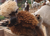홍천 알파카 수컷 난투극ㆍ발라당견 봄이(TV동물농장)