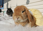 톱모델 토끼 ‘쭈륭이'ㆍ토끼 대가족과 수의사, 반려토끼와 집사들(TV동물농장)