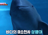 '동물농장' 상괭이 지킴이 이영란 해양동물 수의사 "상괭이도 웃고 우리도 웃었으면 좋겠다"