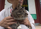 'TV 동물농장' 금산 사찰 대장 눈먼 고양이 '심안이'ㆍ누더기묘 '삼색이'