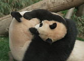 반환 앞둔 푸바오 동생 쌍둥 바오, 엄마 아이바오와 따뜻한 판다 일상(TV동물농장)