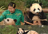 '전참시' 오승희 사육사, 쌍둥바오 루이바오ㆍ후이바오 육아→판다월드 관리까지 바쁜 하루 공개