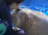'TV 동물농장' 바다코끼리 바랴의 이송 대작전