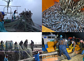 '극한직업' 봄 멸치 잡이ㆍ산더덕ㆍ우전차, 봄 재료 위한 작업자들의 치열한 현장