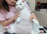 'TV동물농장' 거대 고양이 연두 다이어트