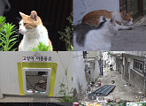 'TV 동물농장' 한남 3구역 고양이 구조 프로젝트